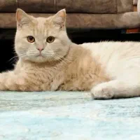 گربه اسکاتیش
