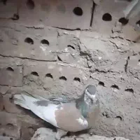 کفتر ساده دو رنگ