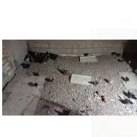 جوجه بومی دو ماهه