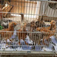 جوجه بومی واکسن خورده