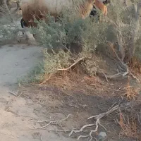 قوچ