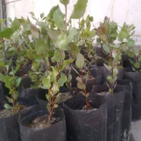 قوی ترین و مقاوم ترین پایه پسته رقم زرند جنگلی