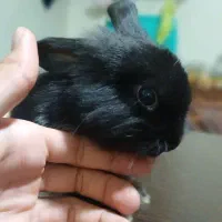 خرگوش نژاددار