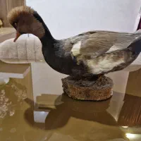 صنایع دستی  پرنده