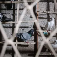 کبوتر‌‌نرو‌ماده