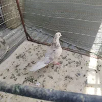 کفتر