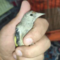 سهره بخون نر ماده