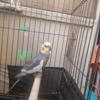 عروس هلندی نر سخنگو
