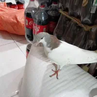 ساده خال چپ نر با دو تا جوجه