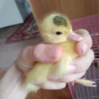 بچه اردک اسرایلی