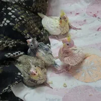 عروس هلندی و جوجه