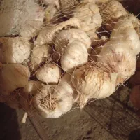 سیر|خوردنی و آشامیدنی|نورآباد, |دیوار
