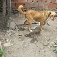 سگ سرحال