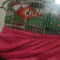 سهره
