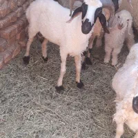 بره نر برا داشت