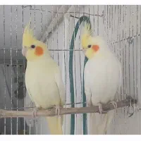 عروس هلندی