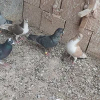 کفتر پرشی