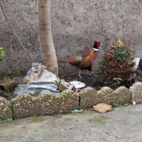 خروس امریکایی جفت