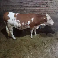 گوساله ماده 9ماهه سیمیتال