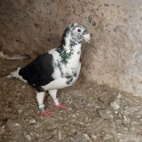 کفترنرسینه سیاه دوکت سفید