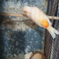 قناری موزایکی