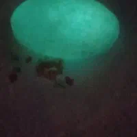 گوهرشب چراغ اصل