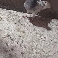 شازده سرور