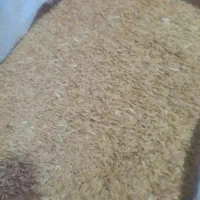 گندم