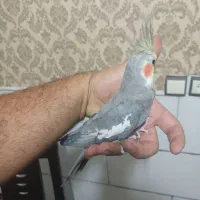 عروس هلندی سخنگو