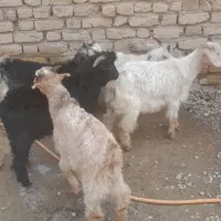 گوسفند چاق