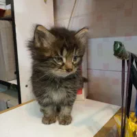 واگذاری بچه گربه