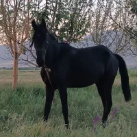 اسب