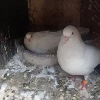 کبوتر