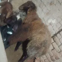 شیشک هترو قیمت 45ملیون