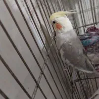 جوجه عروس هلندی