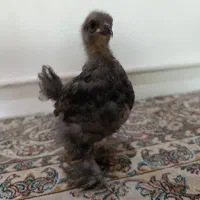 جوجه برهما رنگی