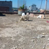 پاکوتا پامرین