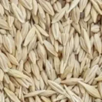 فروش جو دیم