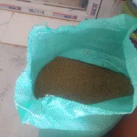 عدس و لوبیا درجه 1