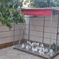 قفس کفتر