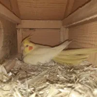 معاوضه عروس هلندی ماده با نر