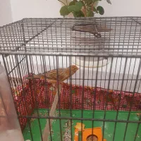 قناری سرخ دهن زن مست ماده گیر