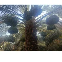 پیش فروش خارک برحی