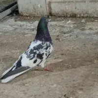 کفتر|پرنده|قلعه نو, |دیوار