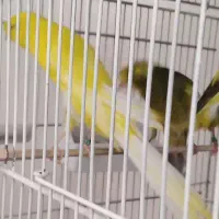 قناری رسمی بلند
