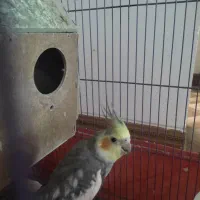 عروس هلندی نر