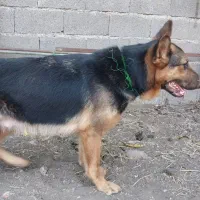 سگ ژرمن ماده اصیل