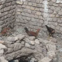 جوجه