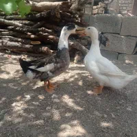 اردک|حیوانات مزرعه|جوانرود, |دیوار