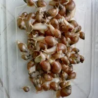 حلزون جهت نگهداری و کلاژن سازی